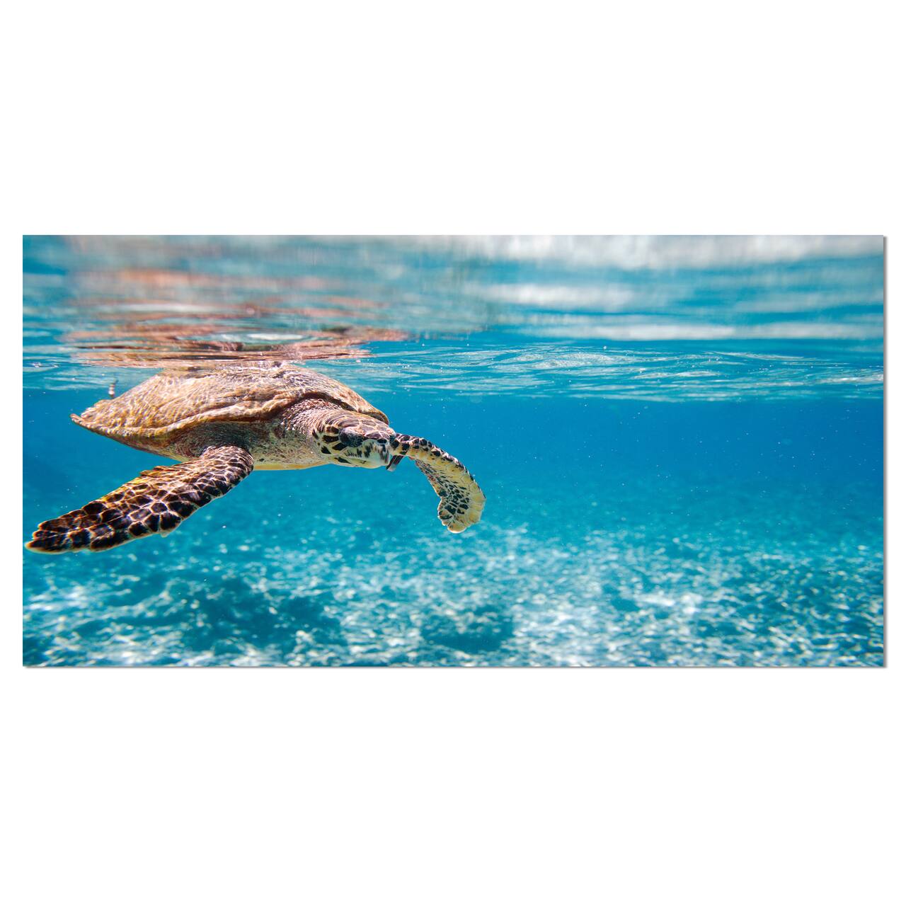 Designart - Large Hawksbill Sea Turtle - Abstract Canvas Art Print